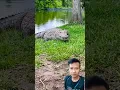 #crocodile #alligator #wildlife #animals #turtle #music #song