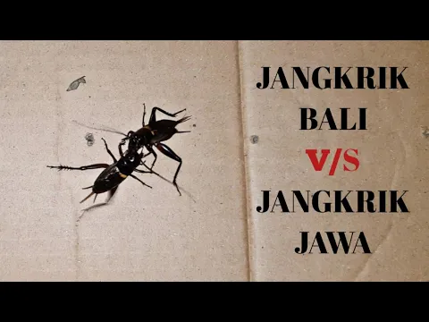 Download MP3 ADU JANGKRIK || GIGITAN MAUT JANGKRIK JALITENG - JANGKRIK BALI VS JANGKRIK JAWA _ Battlesurvival.