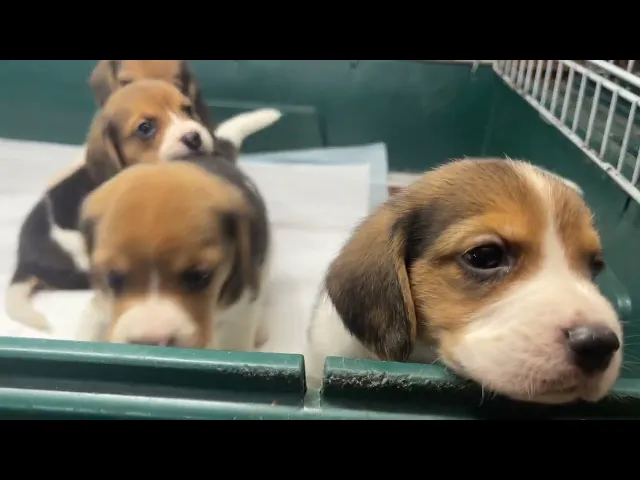 動画