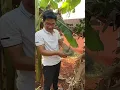 Download Lagu Cuộc Sống ra vườn là có ăn ở Angola|| 2Q VLogs Cuộc SỐng Châu Phi