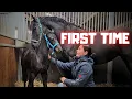 Download Lagu Elvis learns what a halter is, walking on a rope and more. Playing in the arena | Friesian Horses