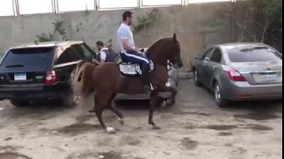 ادب خيل وزير الشياكة و الفتوه دندنها