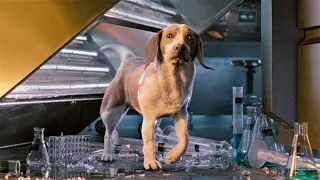 dog gains superpowers after accidentally exposed to a substance