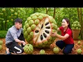 Download Lagu Harvesting Giant Wild Tropical Custard Apples | Secret Method to Brew Exotic Forest Fruit Wine