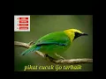 Download Lagu 🔴pikat Cucak Ijo Ribut Terbaik!!