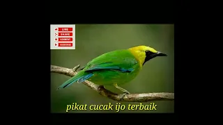  pikat cucak ijo ribut terbaik 