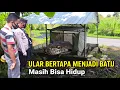 Download Lagu Viral.! Ular Bertapa Menjadi Batu Bisa Bergerak Di Jawa Timur MP3