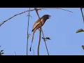 Download Lagu Rufous Treepie: panggilan yang berbeda