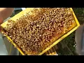 Download Lagu No. 225, we are done with the bee colony inspections, we are coming with food supplements
