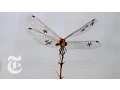 How a Dragonfly Hunts - ScienceTake The New York Times