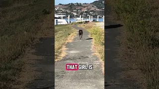 .. #fyp #dream #doberman #pets #youtube