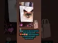 Download Lagu 🛍️😻♥️🫶Met zo’n tas van mijn man steel ik de show in de supermarkt! #voorjou #dc #cute #torba