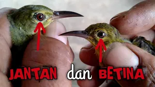 Download ciri ciri jantan dan betina burung manggaran/kolibri kelapa muda MP3