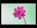 Download Lagu Nila Sari Korban Cinta