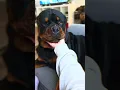 Lagu Rottweiler Love ❤️  #Rhaehar #rottweiler #love #myheart #doglover #dogmom #fyo #dog #shorts