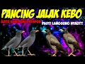 Download Lagu Masteran jalak kebo gacor suara jernih paling ampuh
