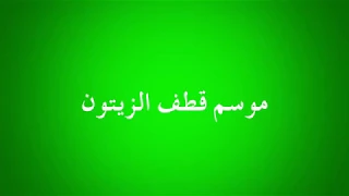 موسم قطف الزيتون 