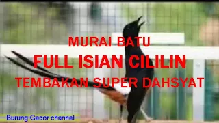 murai full isian cililin nembak gak abis abis