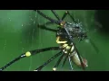 Tiny Spider Steals From Giant Spider Trials Of Life BBC Earth