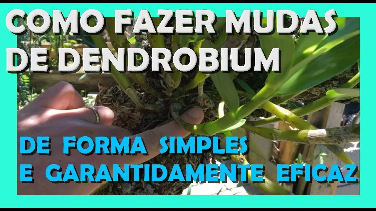 COMO FAZER MUDA DE ORQUIDEA