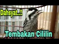 Download Lagu Tembakan Rapet burung pelatuk | Platuk Ulam