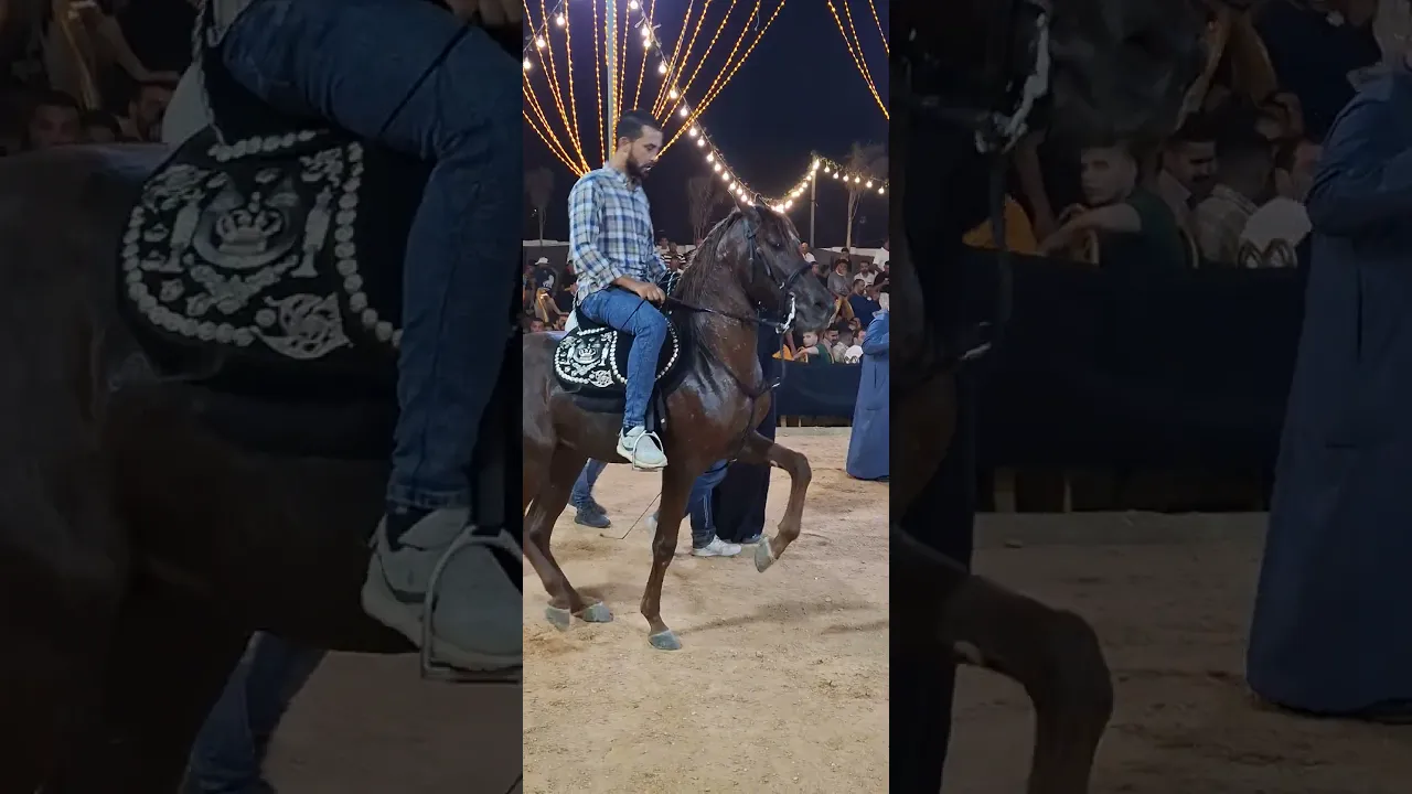 خيل رقص باشا مصر