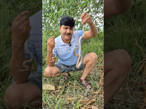 In dono mein confuse na hon !! #guddumauryasarpmitra #snake #wildliferescue #rescueefforts