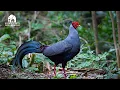 Download Lagu Thailand's Most Beautiful Birds | A Glimpse into Tropical Elegance