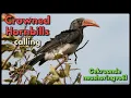 Download Lagu Crowned Hornbills calling