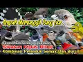 Download Lagu SUARA PIKAT SIKATAN KIPAS RIBUT KOMBINASI. PELANDUK SEMAK DAN BURCIL. SUARA PIKAT PILIHAN..