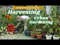 Download Lagu I'm glad I started urban gardening in Japan: Retirement Life in Japan