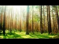 1 Hour Non Stop Music for Sleeping Baby: Rainforest Lullabies with Nature Sounds