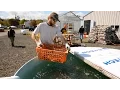Restoring Native Shellfish The Kenneth K Chew Shellfish Hatchery
