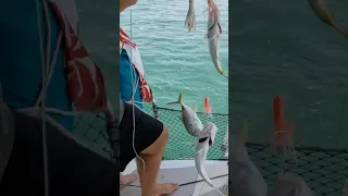 Sailing, fishing, and spotting dolphins with friends – just a regular day aboard Ines.