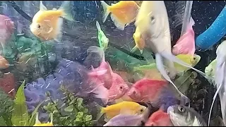 Tropical Taste Channel is live!