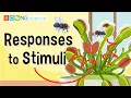 Responses to Stimuli
