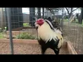 Joe Goode Grey Santibanez Gamefarm