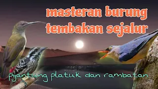 masteran mewah tembakan sejalur pijantung platuk dan rambatan 