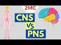 Central Nervous System vs Peripheral Nervous System CNS PNS Structure and Function