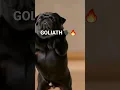 Download Lagu GOLIATH DANCE