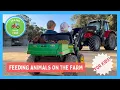 Feeding Cattle and Sheep on the Farm Animal Care with Kip and Finn