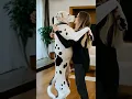 Download Lagu The love of woman and dog #cut #goldenretriever #dog #doglife #love #puppylove #cutegirl #cute