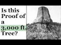 Download Lagu Waren er ooit gigantische bomen van 900 meter hoog? En is de Duivelstoren een gigantische stronk?
