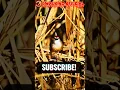 Download Lagu burung Tepus Glagah ‼️kaso kaso #shorts #birdsounds #feedshorts #burungkicau #burungmasteran