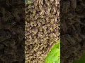 Download Lagu Natural Honey Bee Sound 🐝