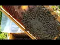 Beekeeping - In January, I gave the bees a protein protein bee cake for trial purposes.