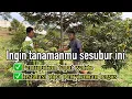 Lagu Perawatan tepat kebun durian tumbuh subur