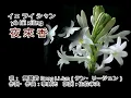 夜來香  イェ ライ シャン  Ye lai xiang  鄧麗君  テレサ・テン Teresa Teng