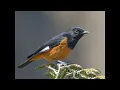 Download Lagu  Robins, Chats, Wheatears