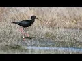 Download Lagu 100 kakī/black stilt chicks hatch